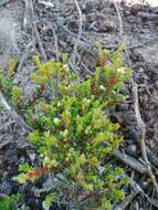 Image of Diosma aspalathoides Lam.