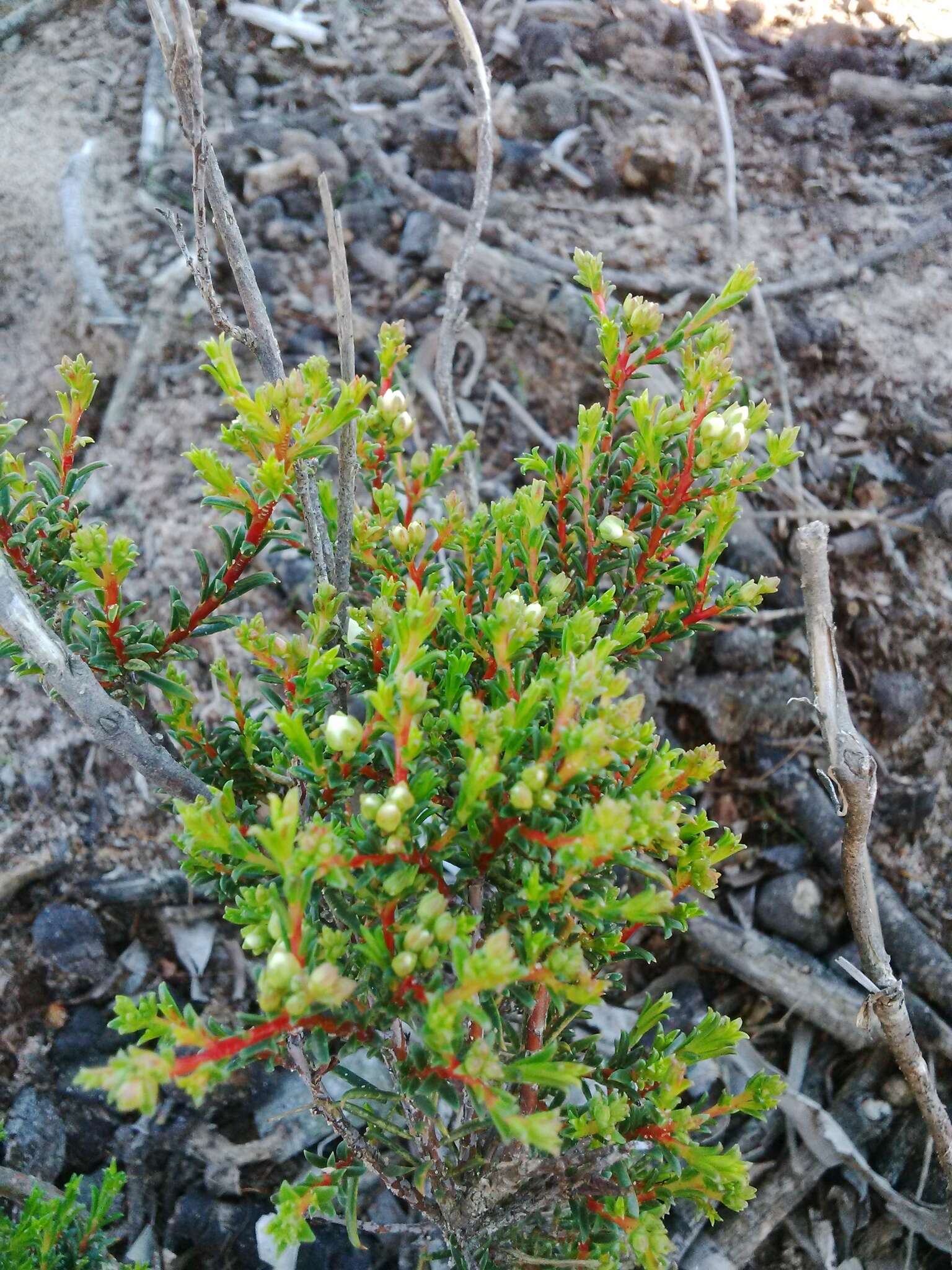 Image of Diosma aspalathoides Lam.