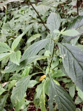 Image of Strobilanthes formosana S. Moore