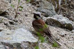 Image of Chestnut-breasted Bunting