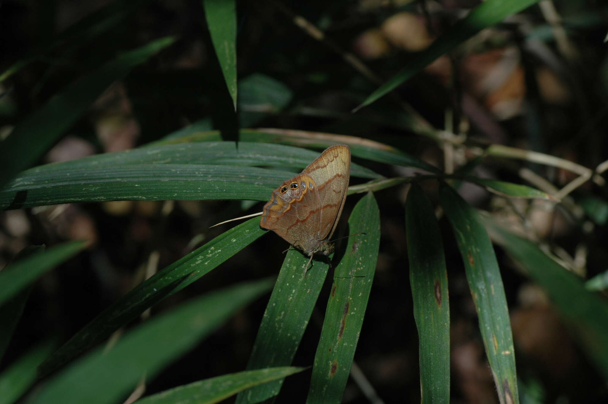 Imagem de Cyllopsis suivalens