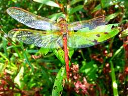 Image of <i>Sympetrum striolatum imitoides</i> Bartenef 1919