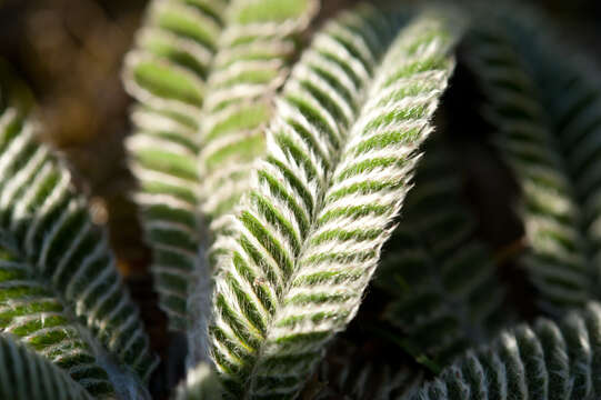 Image of Argentina tugitakensis (Masam.) Soják