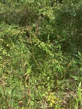 Image of Canadian Wild Lovage