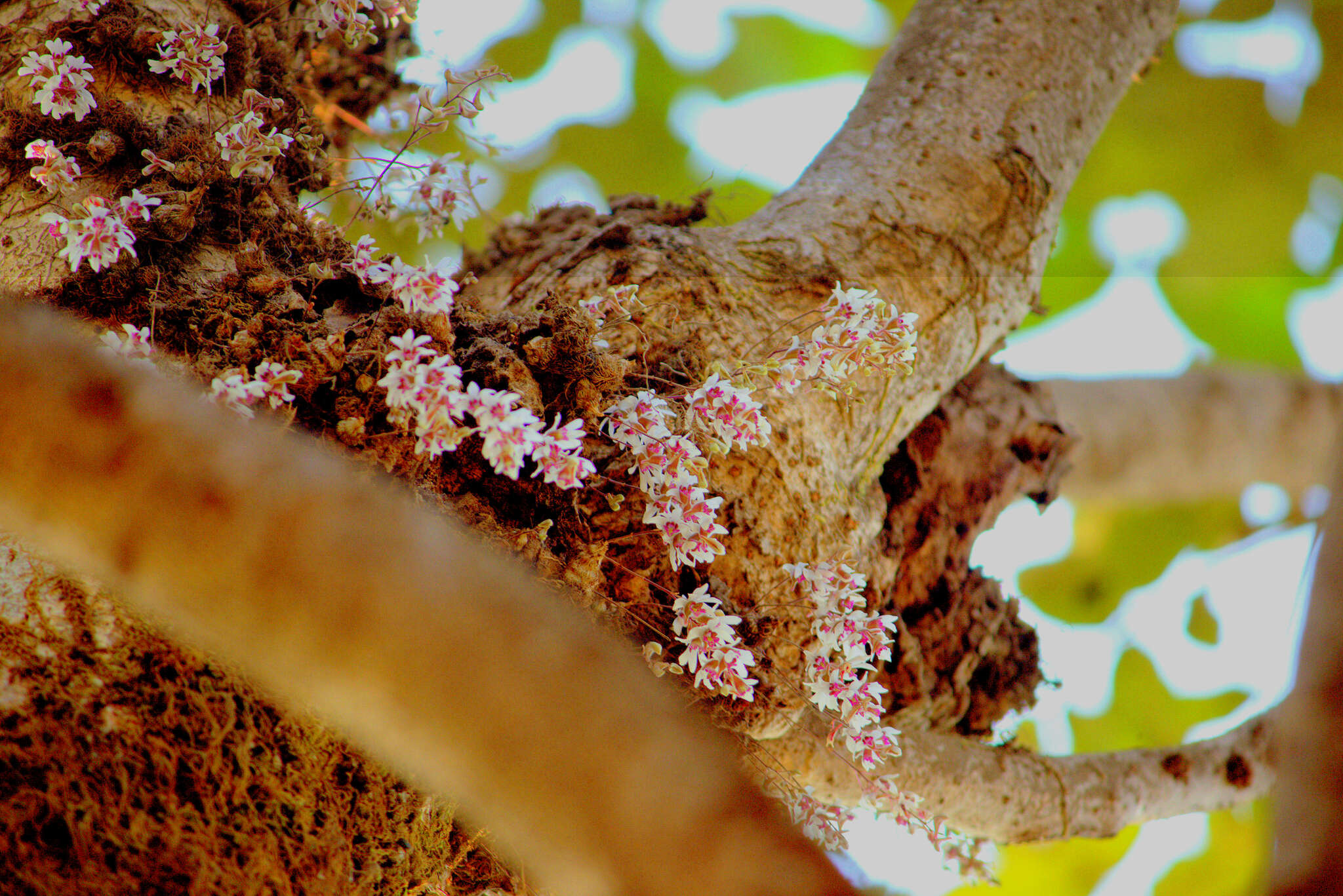 Image of Dendrobium turbinatum