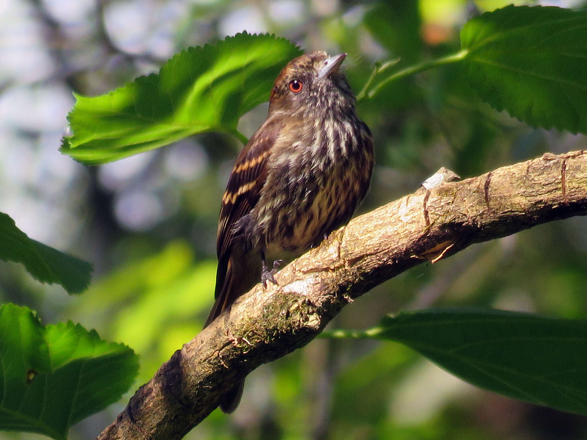 Imagem de Knipolegus cyanirostris (Vieillot 1818)