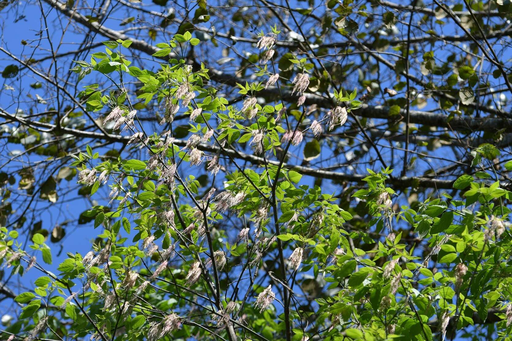 Image of Acer negundo var. mexicanum (DC.) Kuntze