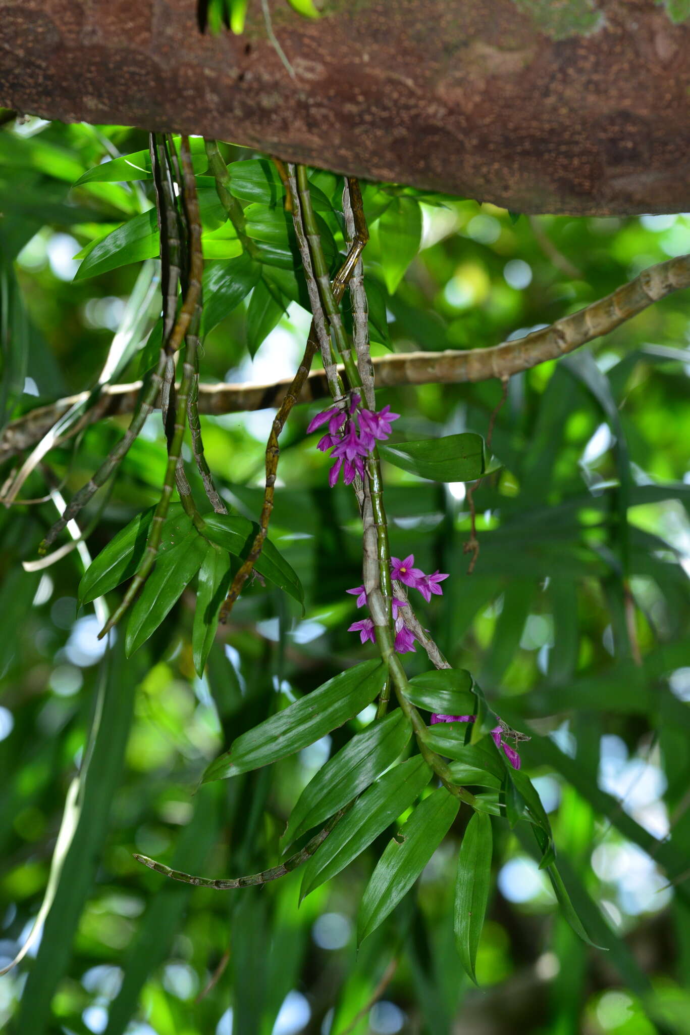 Image of Dendrobium goldschmidtianum Kraenzl.