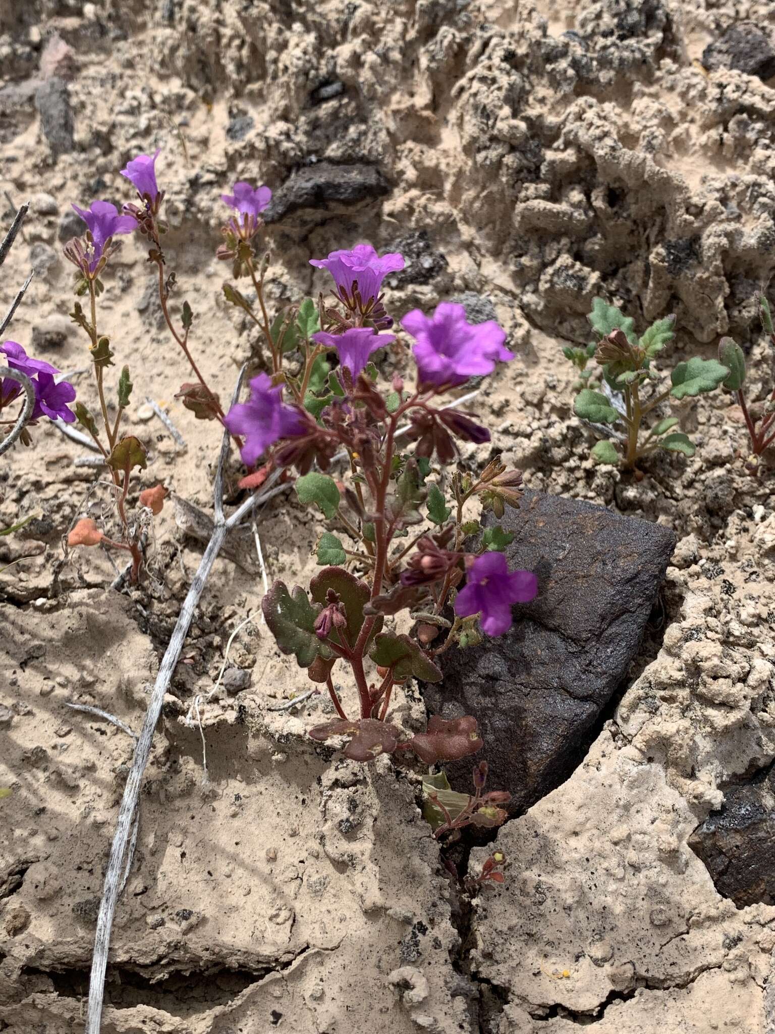 Phacelia pulchella var. gooddingii (Brand) J. T. Howell resmi