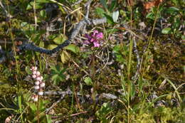 Image of Pedicularis arctoeuropaea (Hultén) U. Molau & D. F. Murray