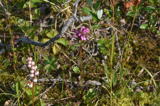 Pedicularis arctoeuropaea (Hultén) U. Molau & D. F. Murray resmi