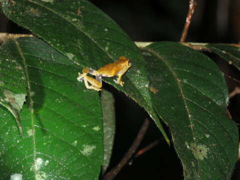 Sivun Dendropsophus brevifrons (Duellman & Crump 1974) kuva