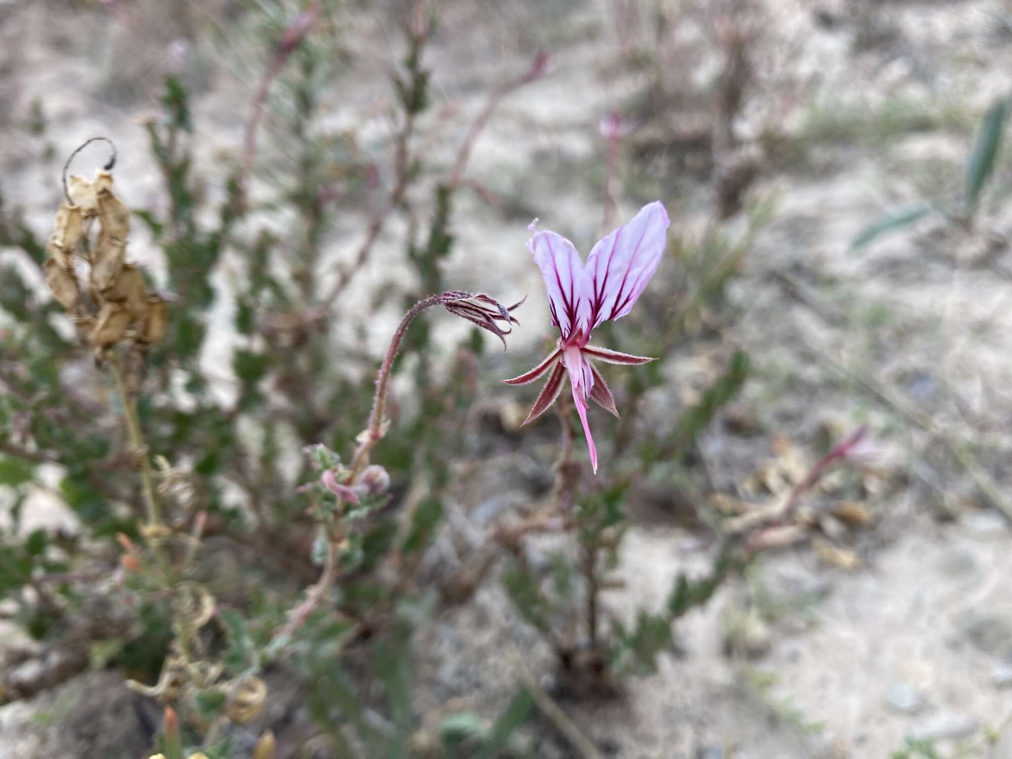 Image of Pelargonium caucalifolium subsp. convolvulifolium (Schltr. ex Knuth) J. J. A. Van der Walt