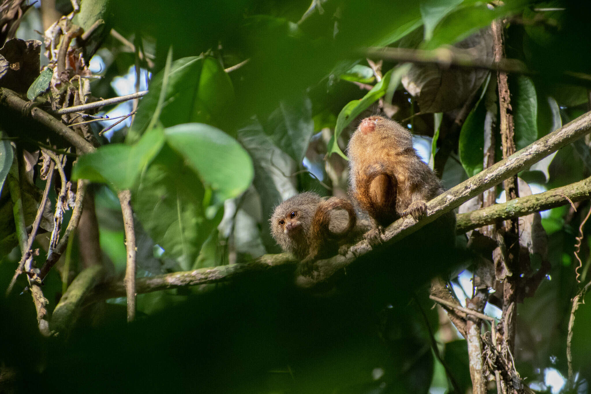 Image of pygmy marmoset