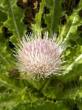 Image of Cirsium esculentum (Siev.) C. A. Mey.