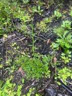 Image of Lepidium desvauxii Thell.