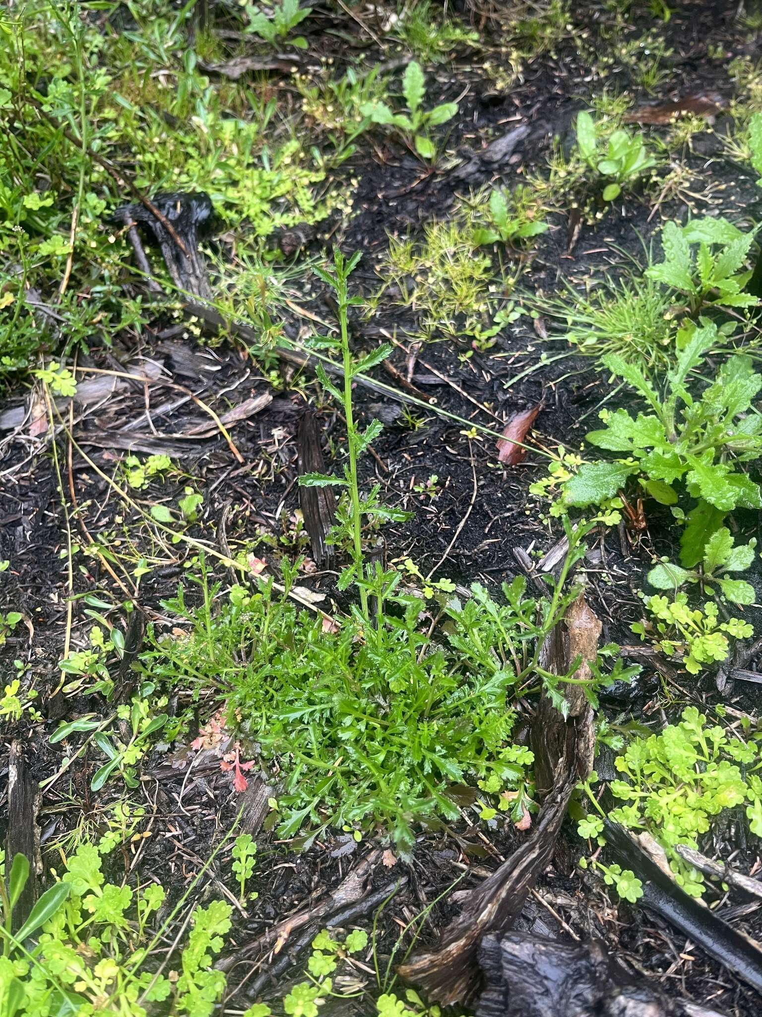 Image of Lepidium desvauxii Thell.