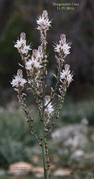 Image de Asphodelus aestivus Brot.