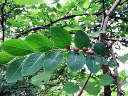 Image of Breynia vitis-idaea (Burm. fil.) C. E. C. Fisch.