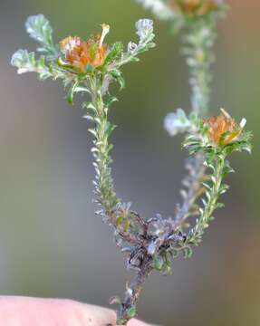 Image of Elytropappus hispidus (L. fil.) Druce