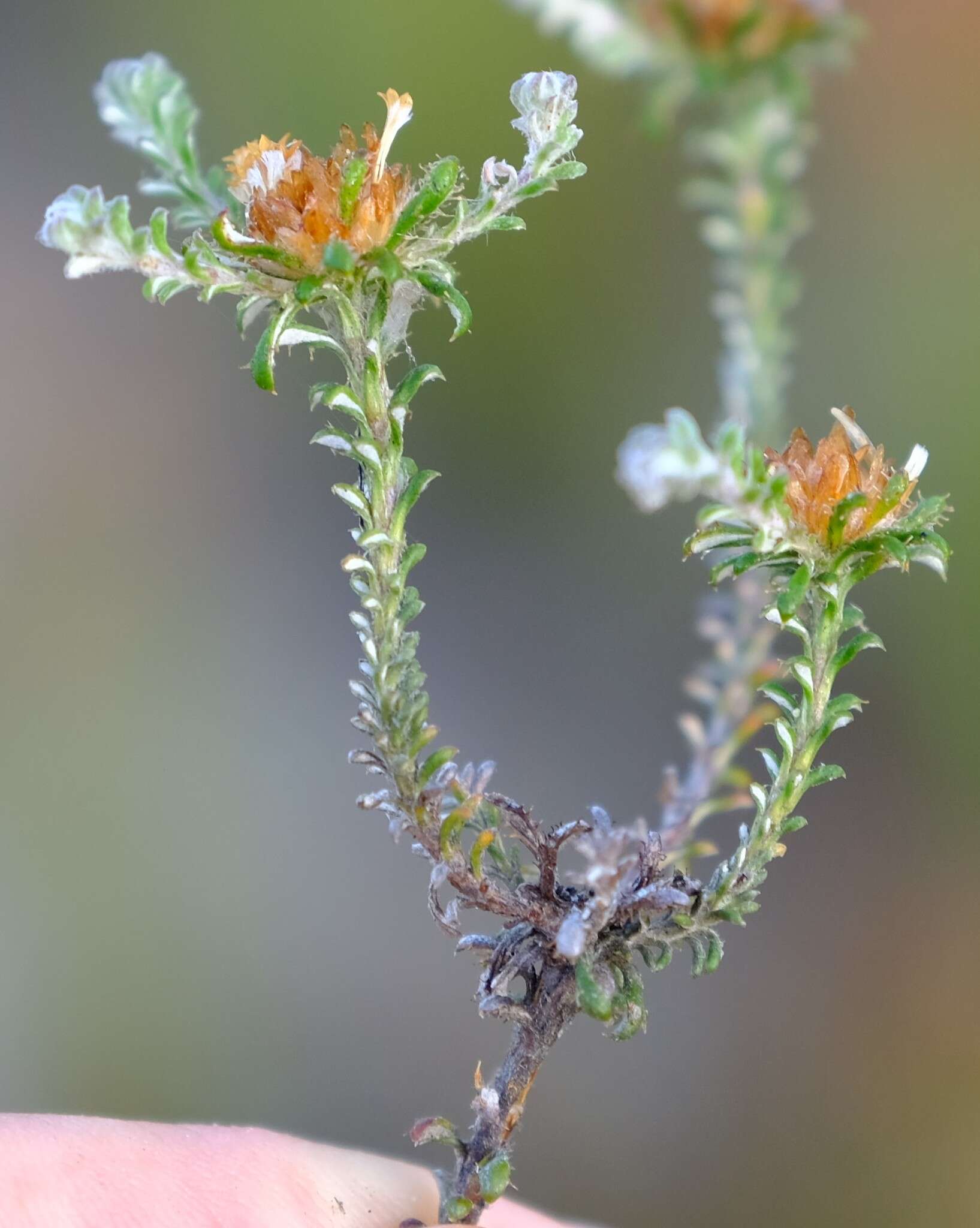 Слика од Elytropappus hispidus (L. fil.) Druce