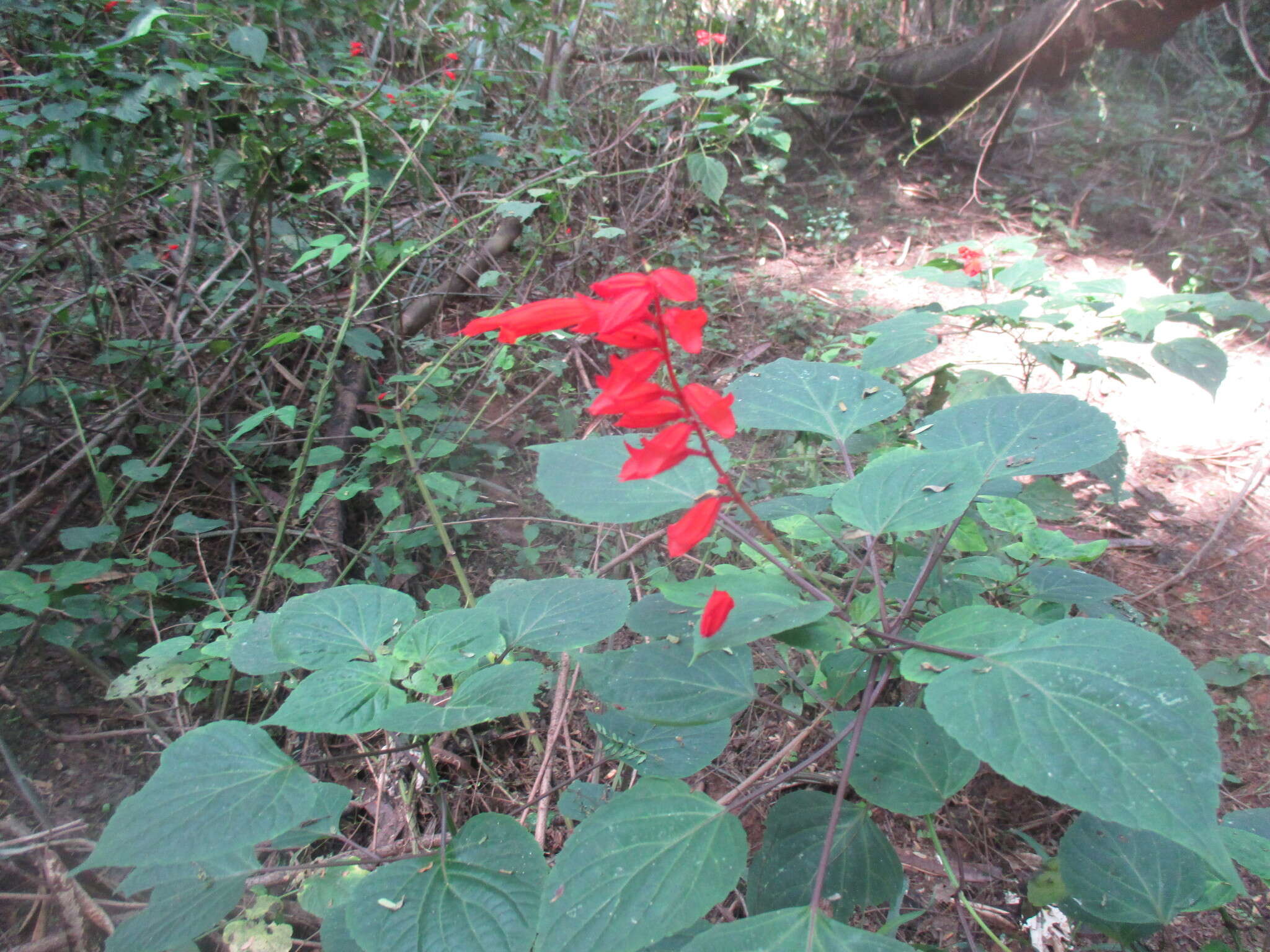 Imagem de Salvia splendens Sellow ex Nees