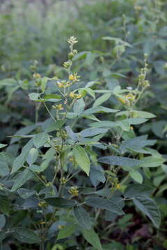 Слика од Rhynchosia tomentosa (L.) Hook. & Arn.