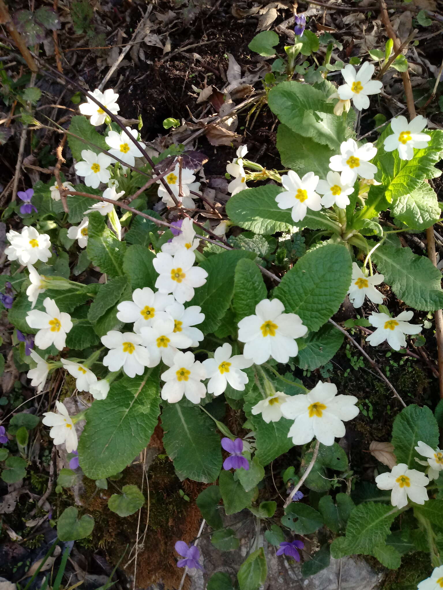 Image of Primula acaulis subsp. atlantica (Maire & Wilczek) Greuter & Burdet