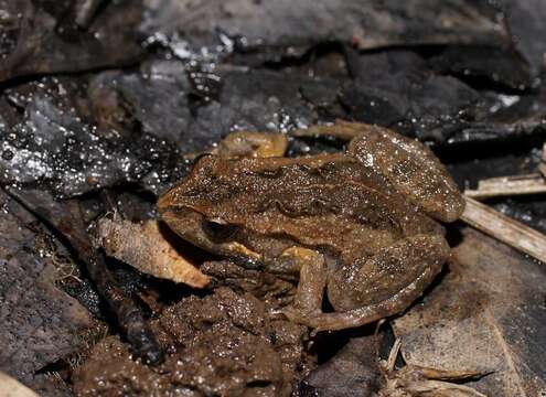 Image of Brown Froglet