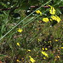 Image of <i>Senecio <i>littoreus</i></i> var. littoreus