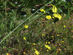 Image of <i>Senecio <i>littoreus</i></i> var. littoreus