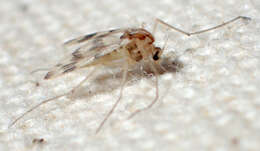 Image of Chironomidae