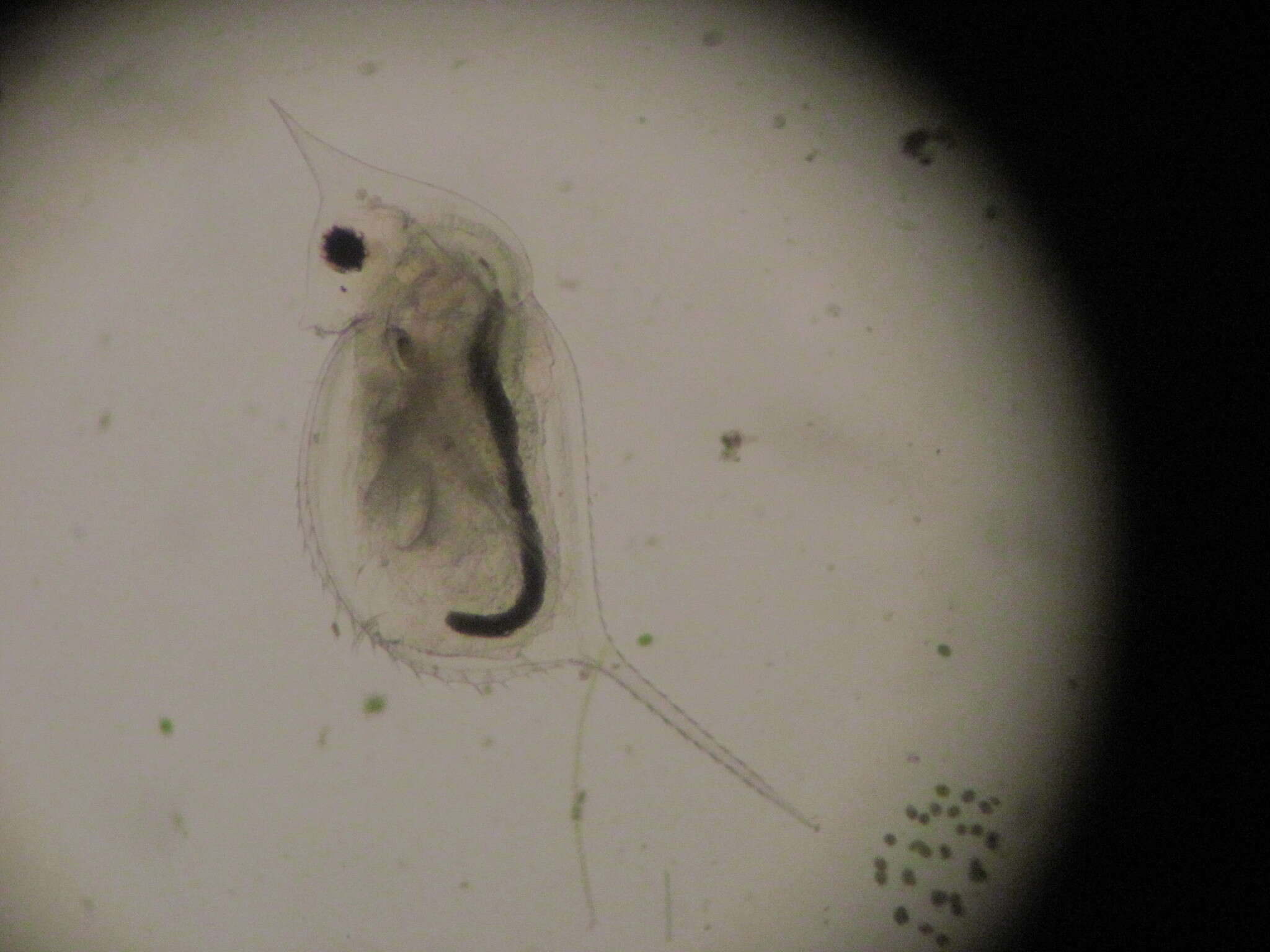 Daphnia (Daphnia) lumholtzi Sars 1885 resmi