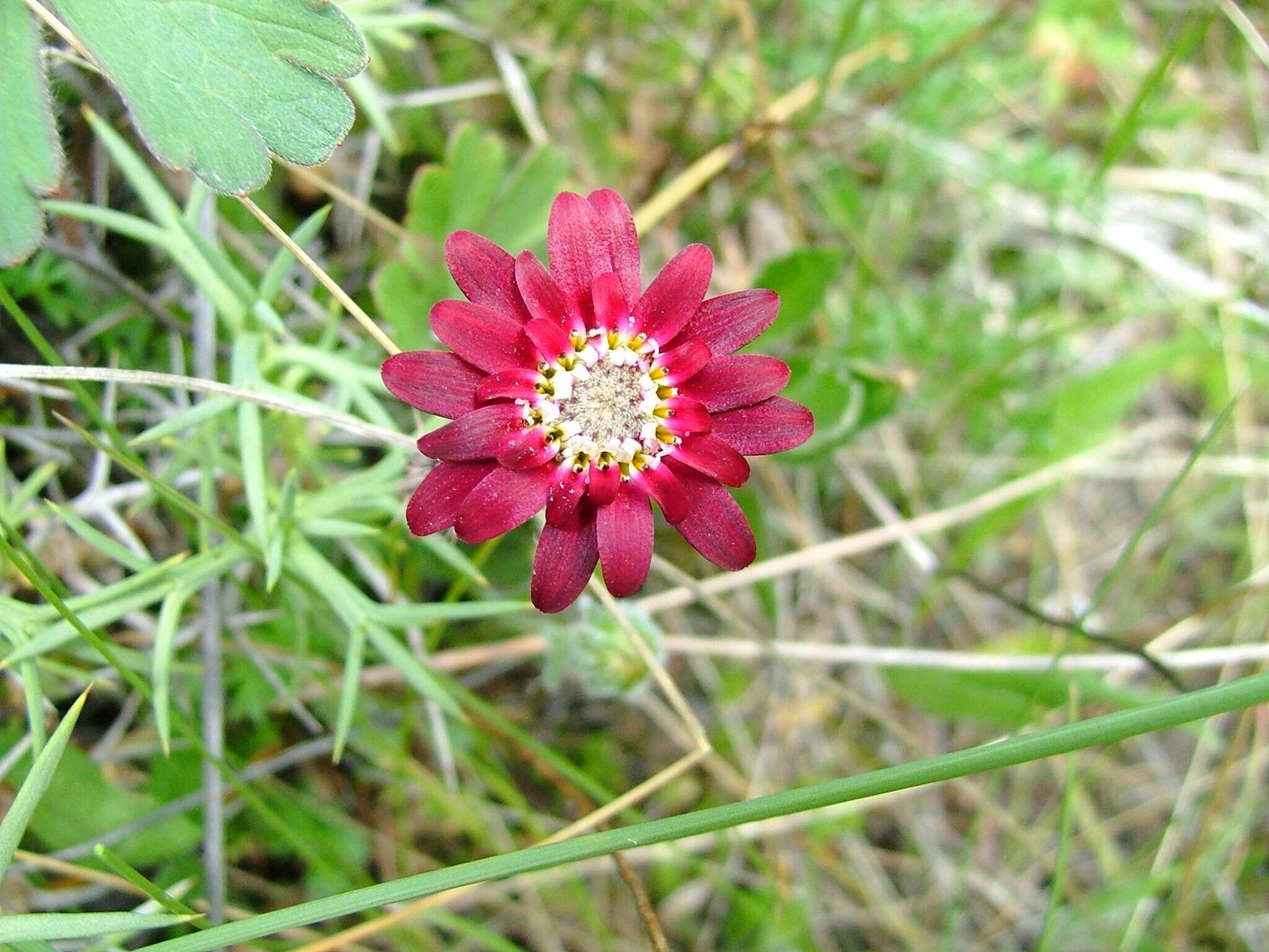 صورة Leucheria purpurea (Vahl) Hook. & Arn.