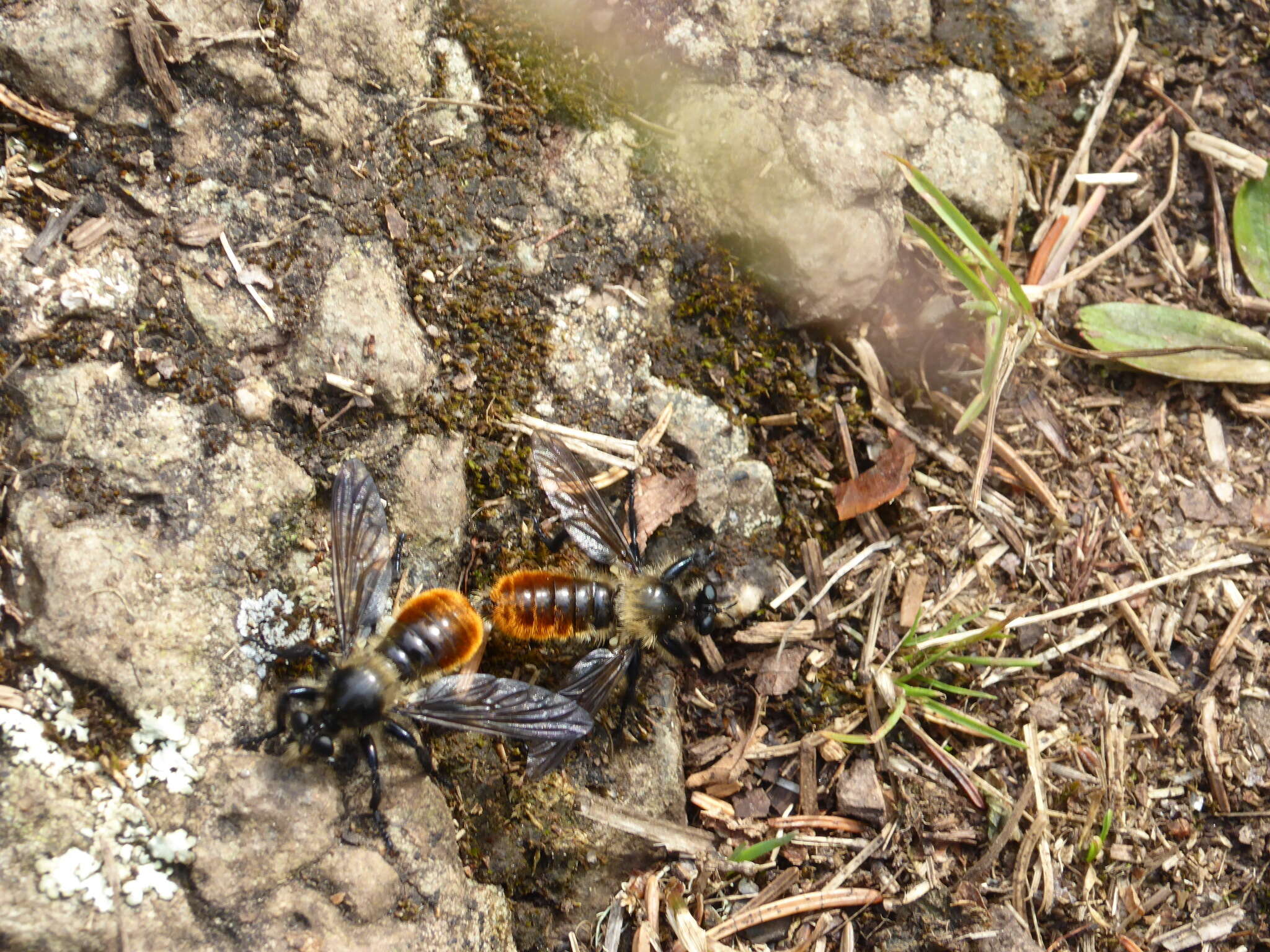 Image of Laphria janus McAtee 1919