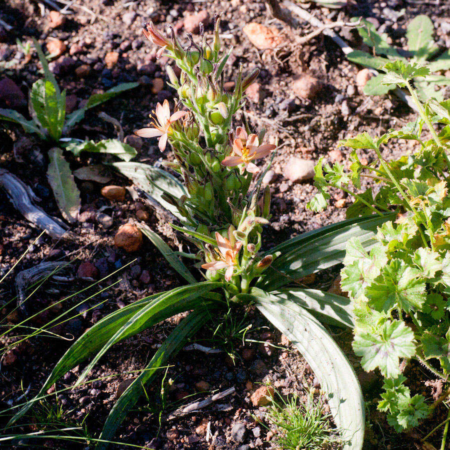 Image of Wachendorfia multiflora (Klatt) J. C. Manning & Goldblatt