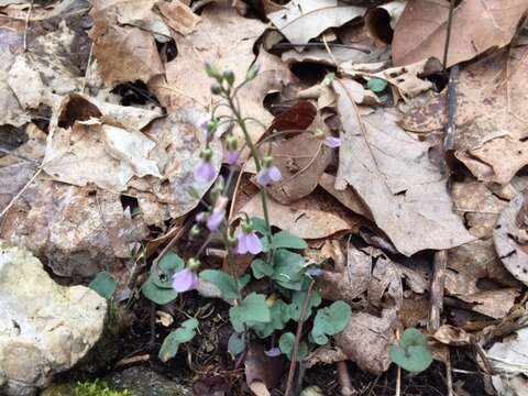 Image of Limestone Bittercress