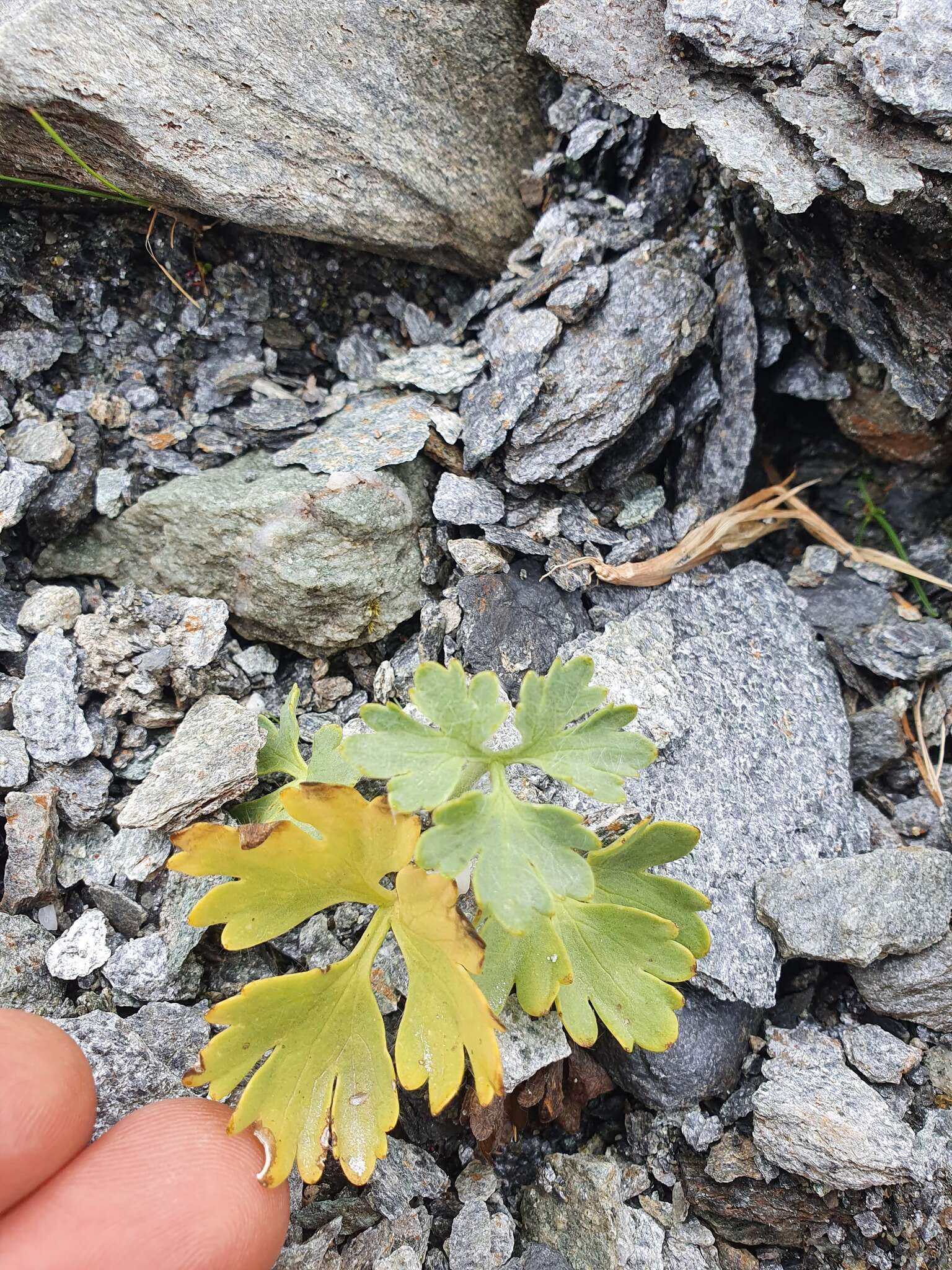 Слика од Ranunculus buchananii Hook. fil.