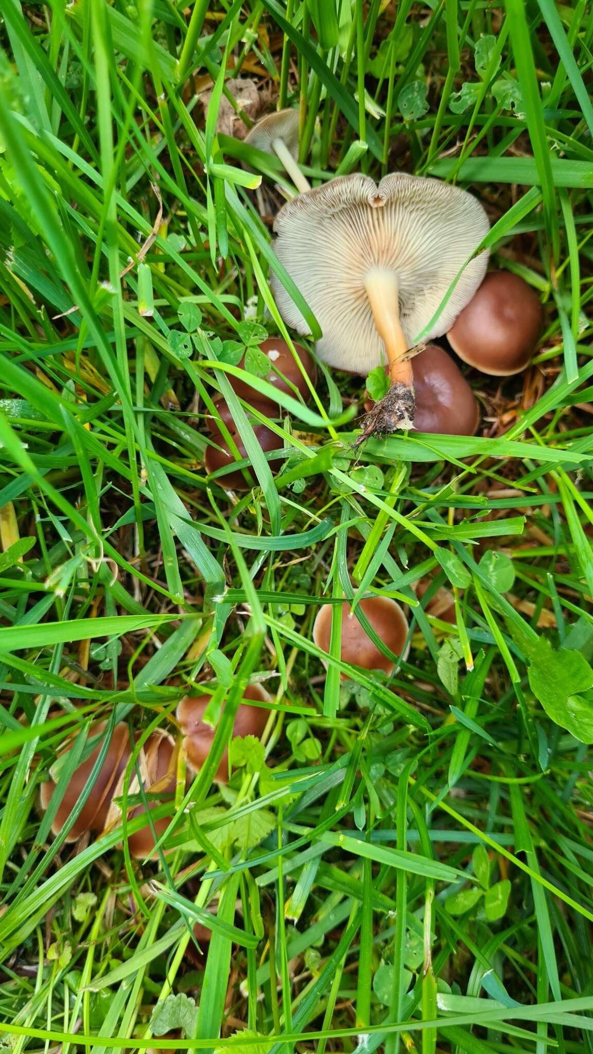 Image of Gymnopus ocior (Pers.) Antonín & Noordel. 1997