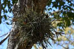 Image of Tillandsia schiedeana Steud.