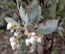 Plancia ëd Arctostaphylos moranii P. V. Wells