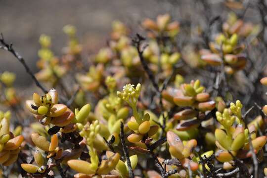 Image of Crassula brevifolia Harv.