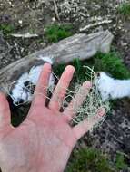 Image of string-of-sausages lichen