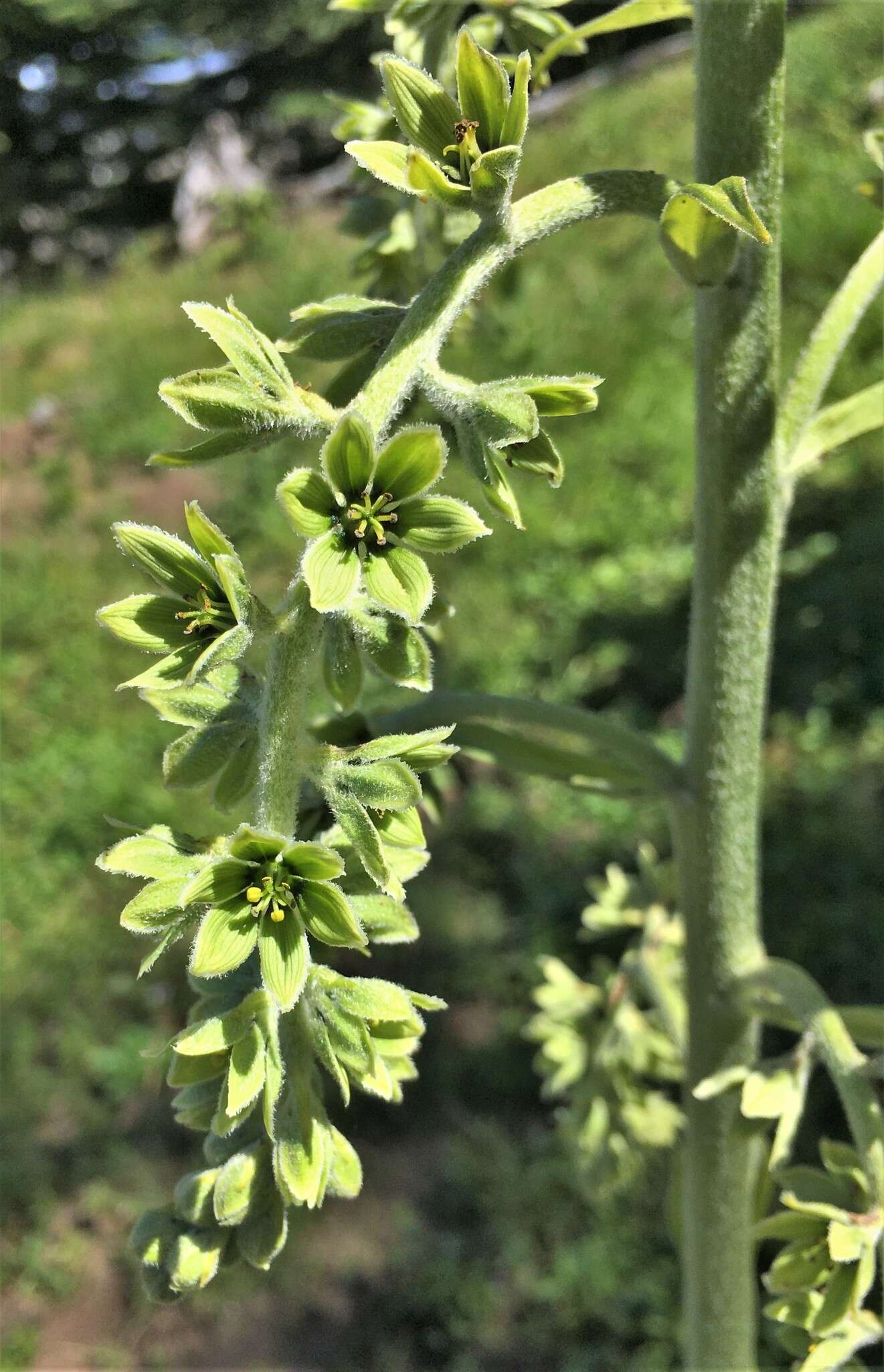 Image of False Green Hellebore