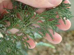 Image of Hinoki Cypress