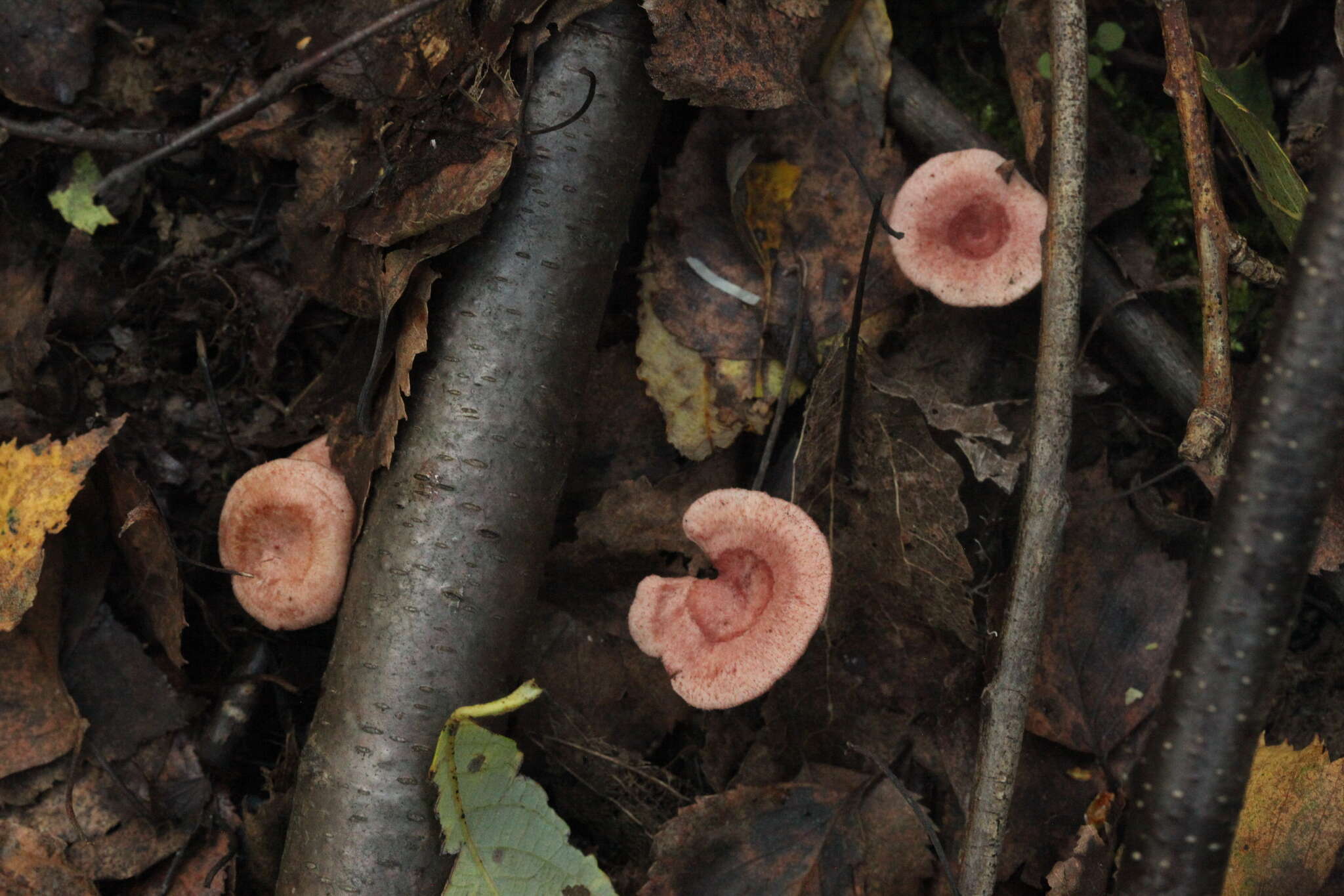 Image of Lactarius spinosulus Quél. & Le Bret. 1880