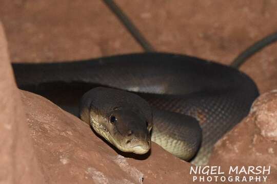 Image of Olive Python