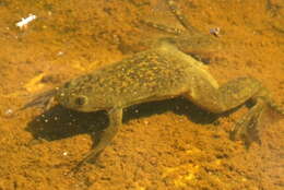 Image of African clawed frog