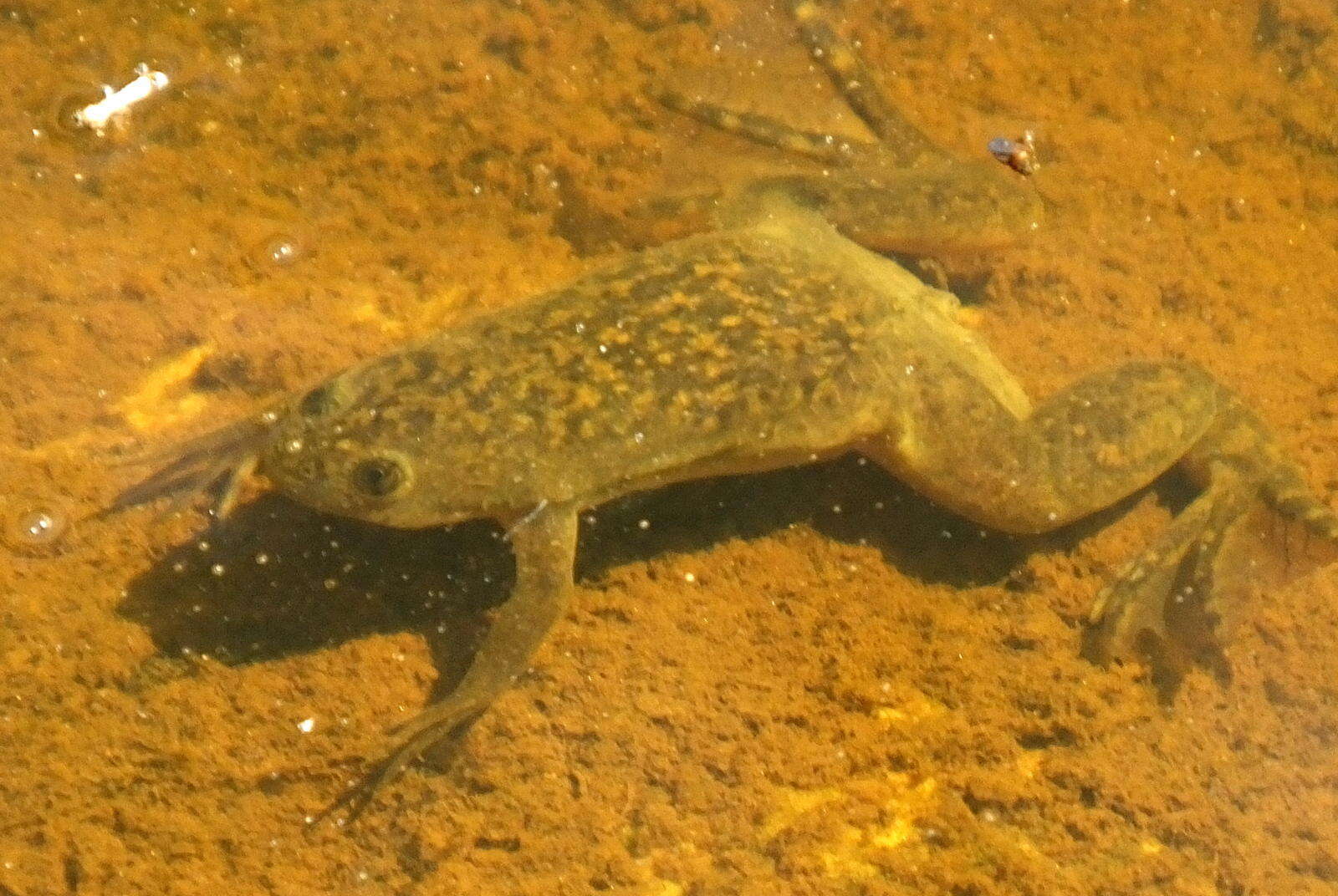 Image of African clawed frog