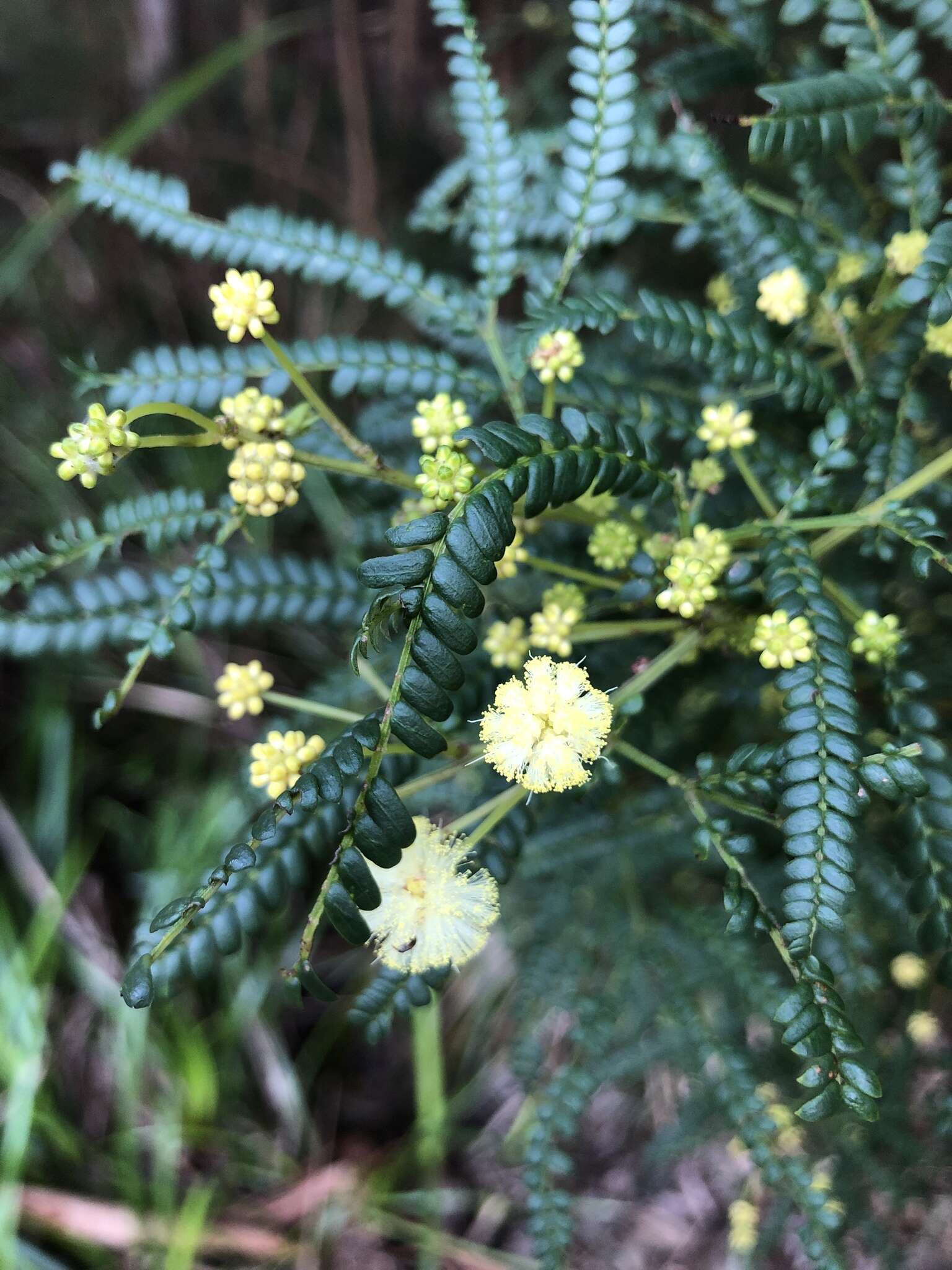 Image de Acacia pentadenia Lindl.